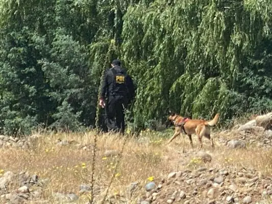 PDI investiga hallazgo de persona descuartizada en parcela de Pelarco