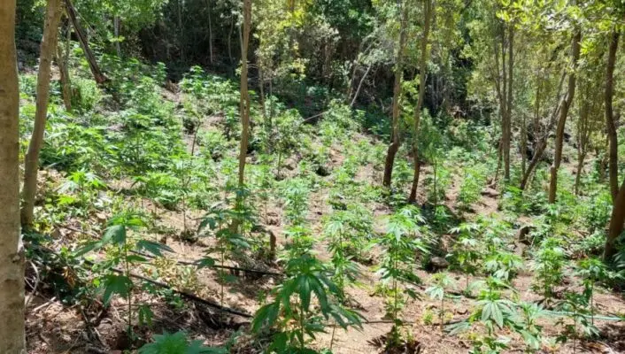 Más de cinco mil plantas de marihuana fueron decomisadas en San Fernando