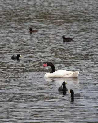 Vuelven los Cisnes de Cuello negro a la Laguna Torca de Vichuquén