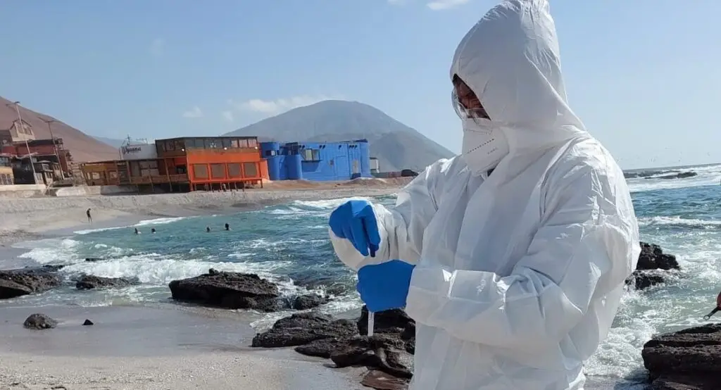 Lobo marino de Antofagasta es el primer caso confirmado con Influenza Aviar