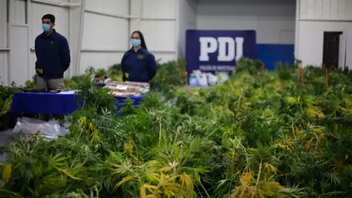Incautan plantación de marihuana en San Clemente avaluadas en más de $472 millones