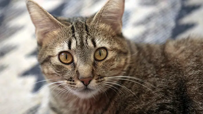 Indemnizarán a dueña de gato que se escapó de clínica veterinaria