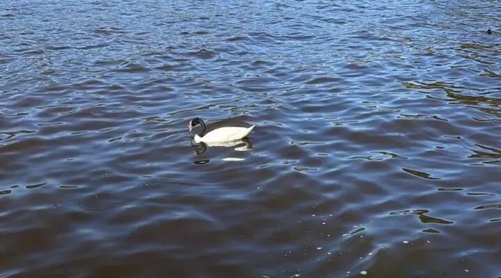 Denuncian excesivo ingreso de agua salada en Lago Vichuquén