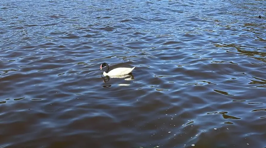 Denuncian excesivo ingreso de agua salada en Lago Vichuquén