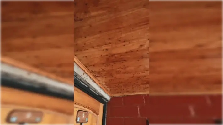 Denuncian plaga de moscas y malos olores en callejón Santa Catalina de Romeral