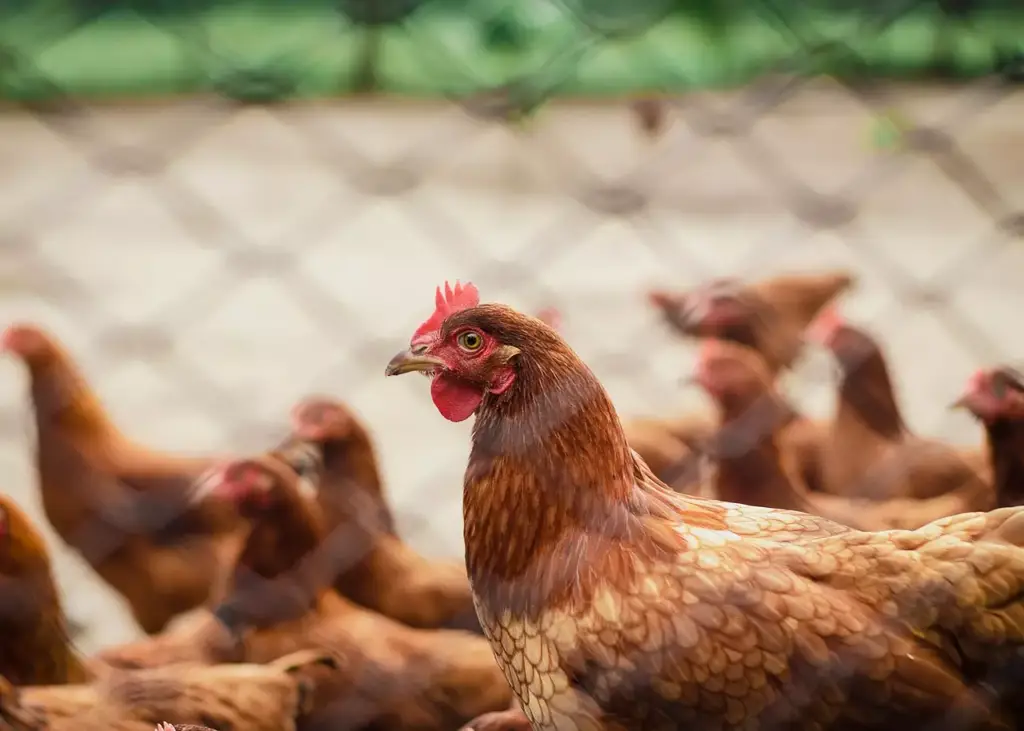 Autoridades confirman brote de gripe aviar en Linares: más de cuatro mil aves fueron sacrificadas 