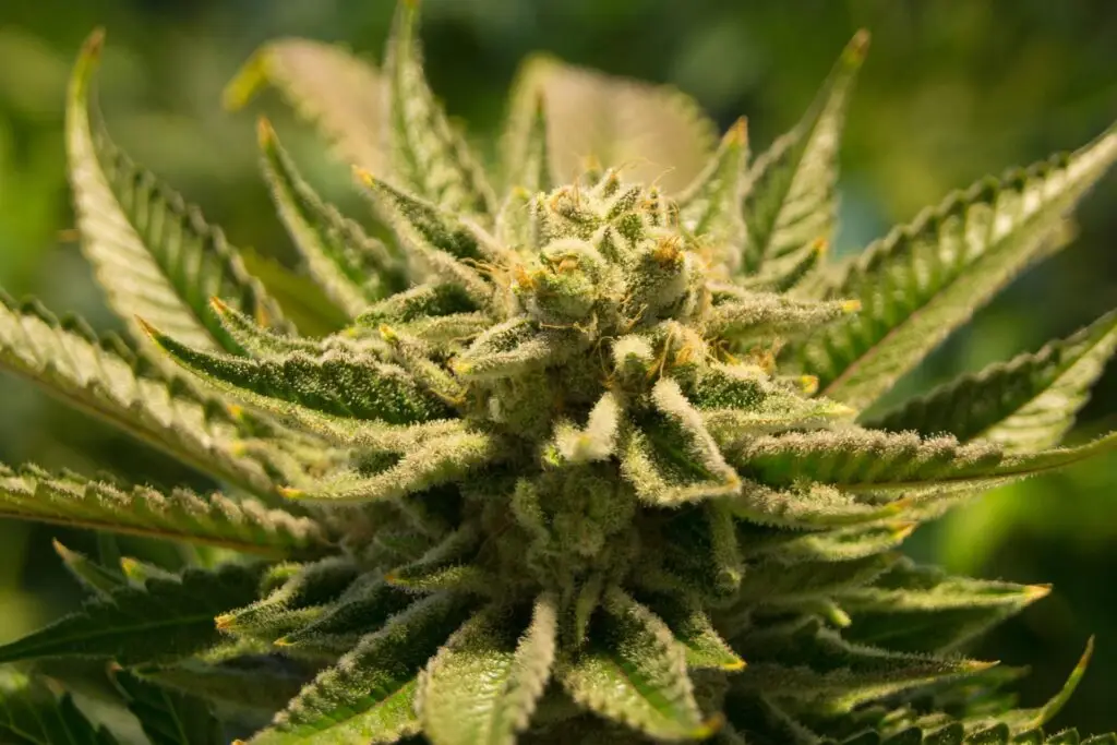 Chile tendría mayor cantidad de años de vida perdidos por el consumo de marihuana en la región