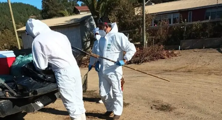 Confirman primer caso de gripe aviar en aves de corral en la provincia de Curicó