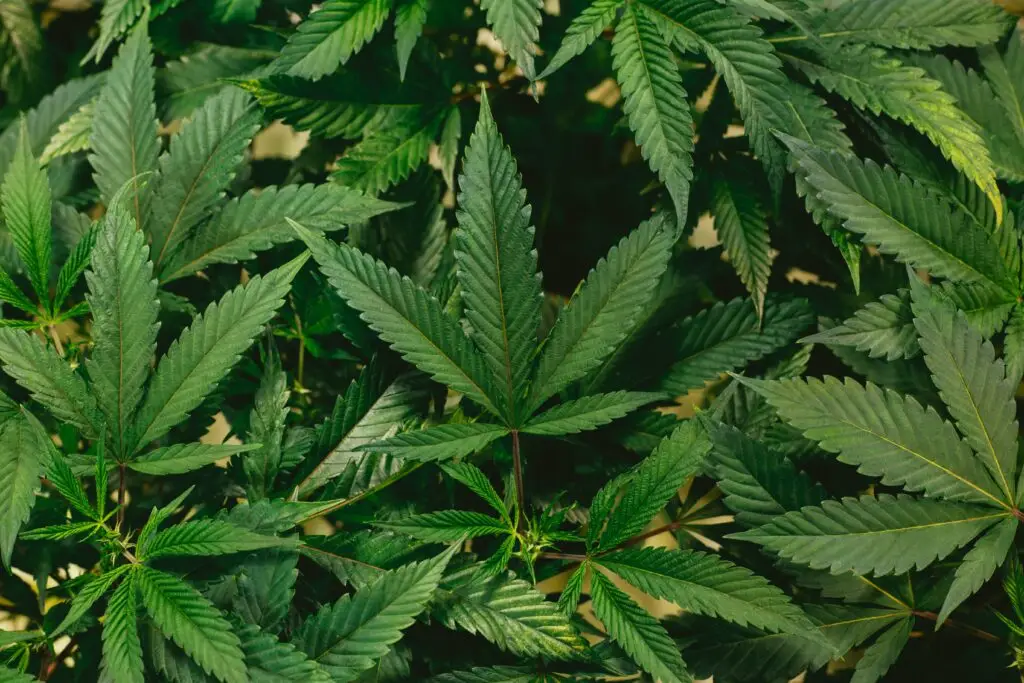 392 plantas de marihuana fueron incautadas en la precordillera de Linares