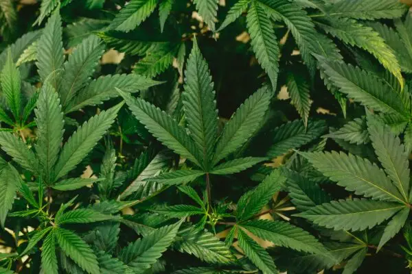 392 plantas de marihuana fueron incautadas en la precordillera de Linares