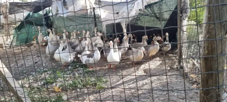 Este miércoles sacrificarán a más de 200 aves de corral por brote de gripe aviar en Romeral