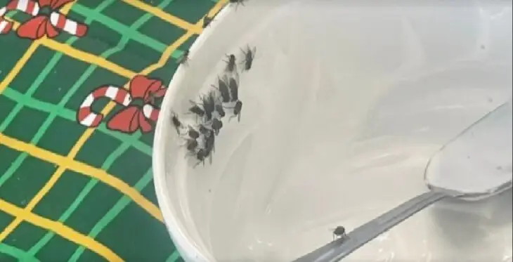 Excesiva plaga de moscas en Los Ángeles