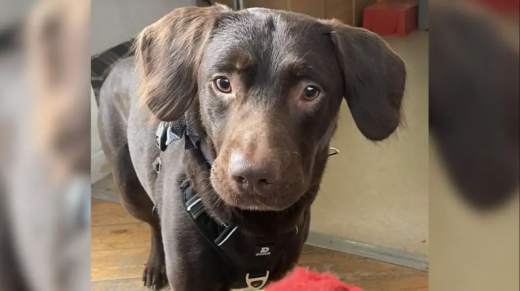 Rescatan a perro adicto al alcohol: Su dueño le daba trago antes de ir a dormir