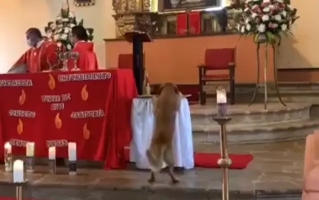 Perro se roba el pan en plena misa y se hace viral