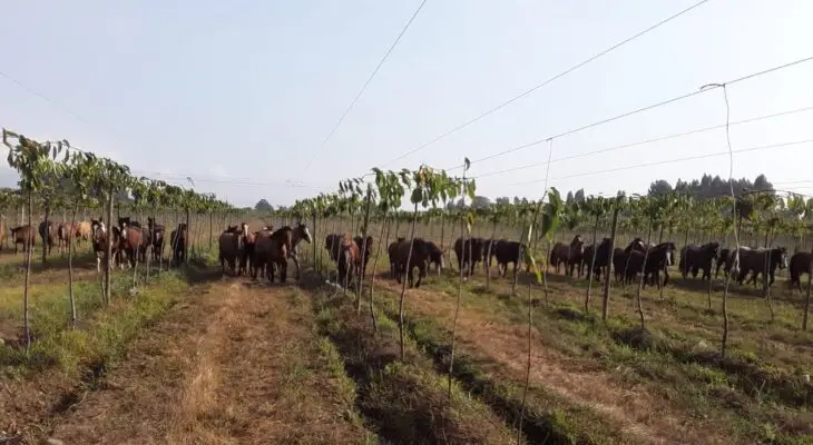 Presuntamente robados: 50 caballares aparecen inexplicablemente en fundo de Los Castaños