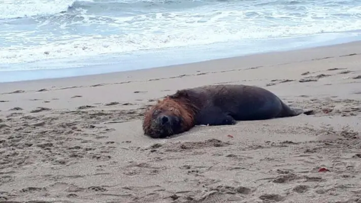Confirman la muerte de dos lobos marinos por gripe aviar en Licantén