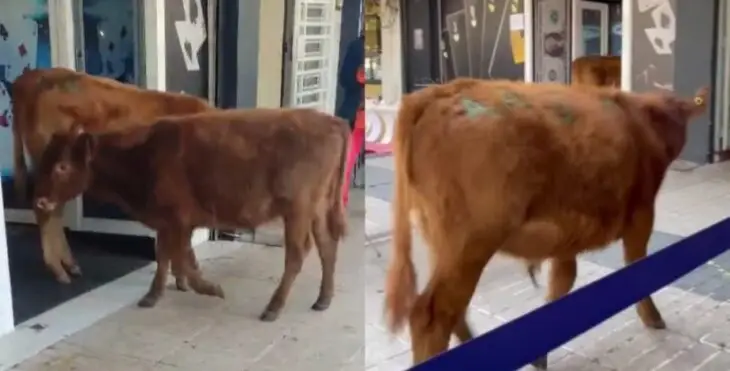 Viralizan videos de vacas paseando en pleno centro de Chillán