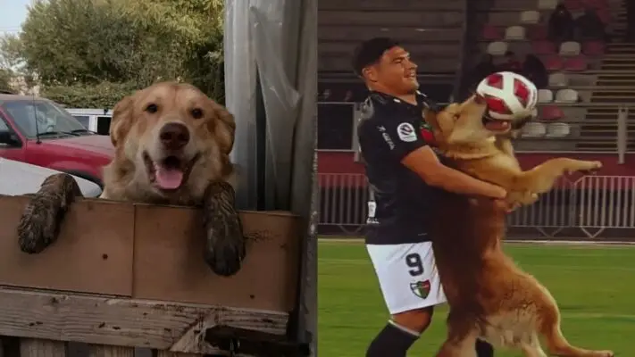 Regresó a su hogar: perrito del estadio La Granja fue encontrado por sus dueños