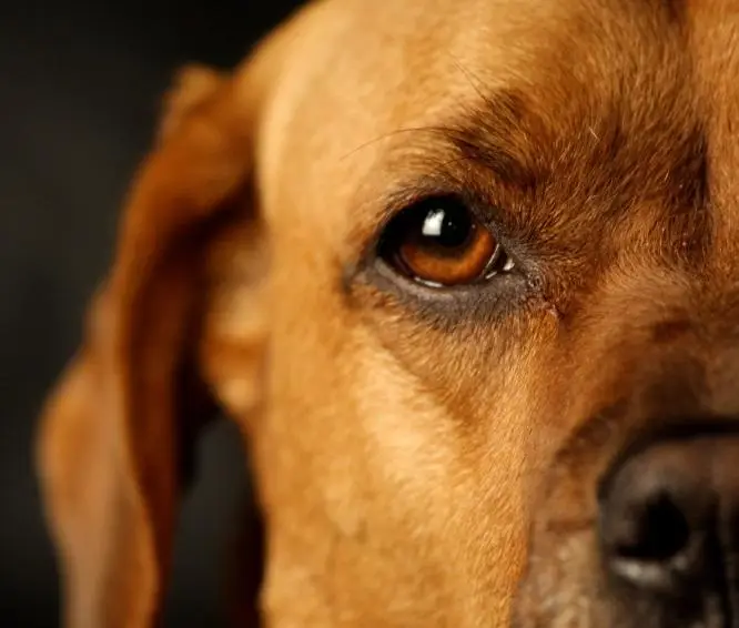 Madre de joven que extrajo órganos de un perro en Curicó pide disculpas públicas