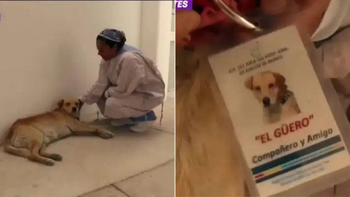 Perro espera a su dueño afuera de un hospital desde hace ocho meses