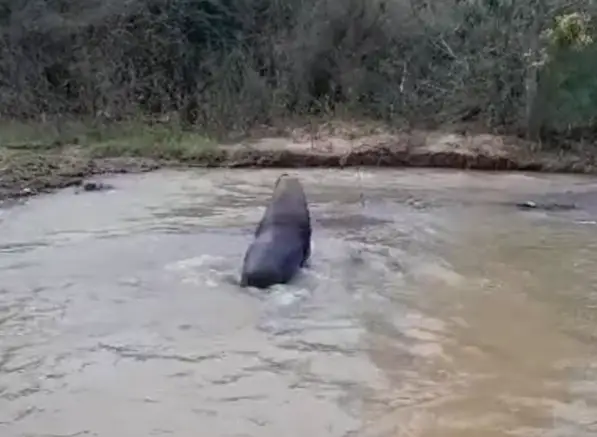 Vecinos avistan e intentan rescatar a lobo de mar en estero de Curepto
