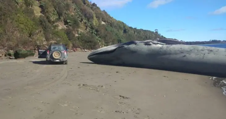 Encuentran enorme ballena azul muerta en playa de Ancud