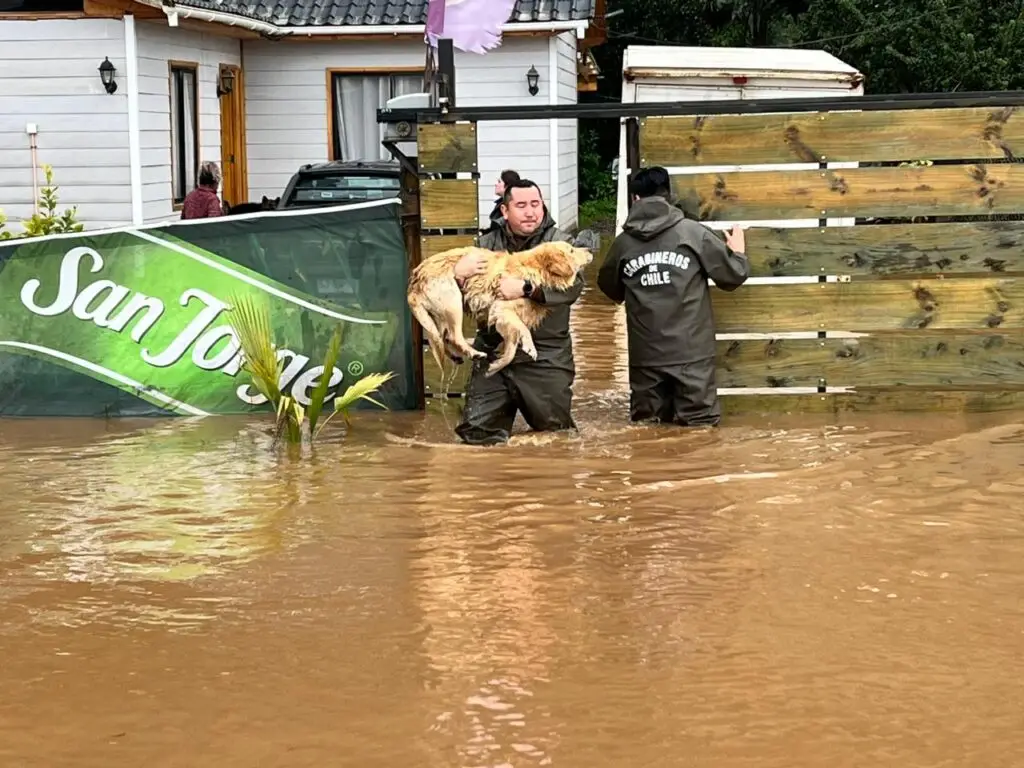 Familias y sus mascotas son evacuadas por desborde de estero en Constitución