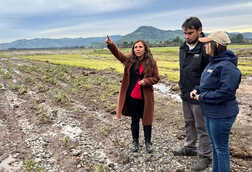 Alcaldesa de Hualañé acusa lentitud en ayuda estatal para agricultores afectados por inundaciones