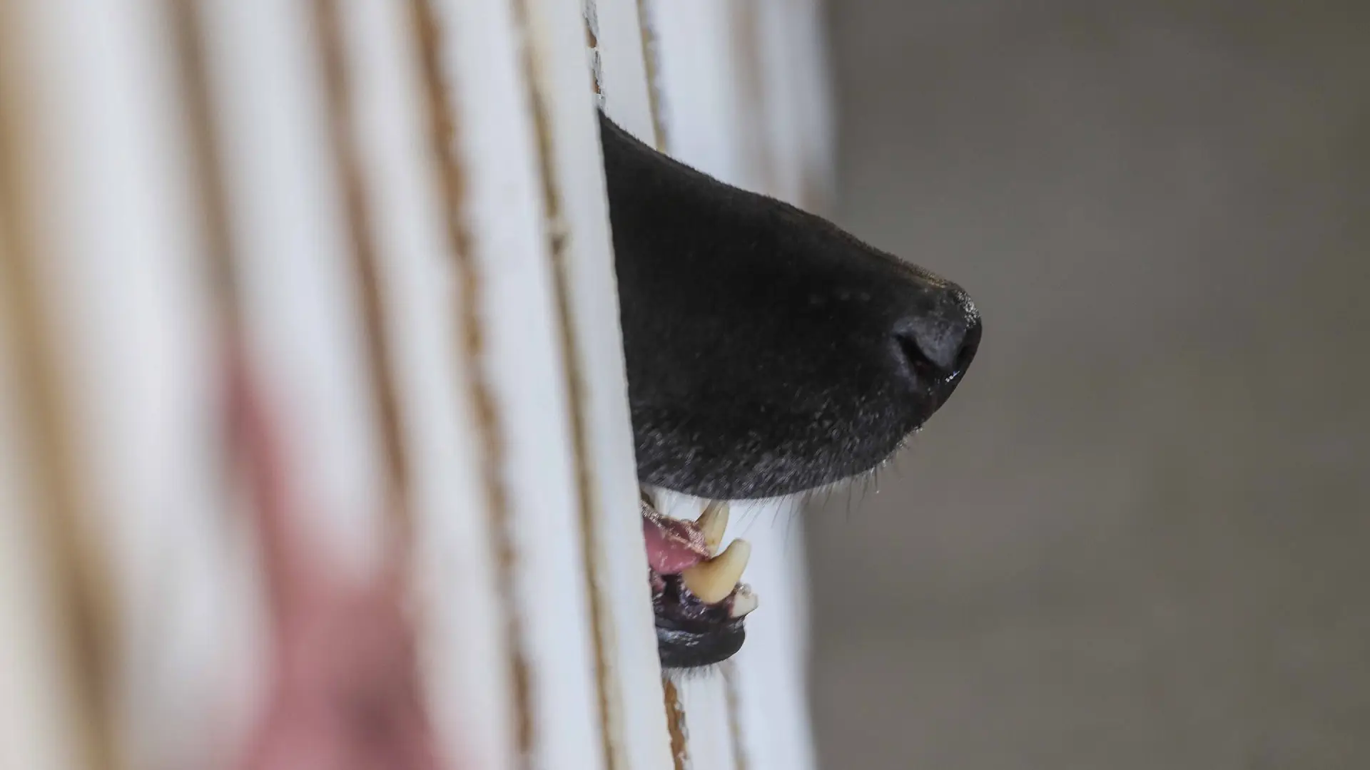 Niño de 3 años fue atacado por jauría de perros en San Pedro de Atacama