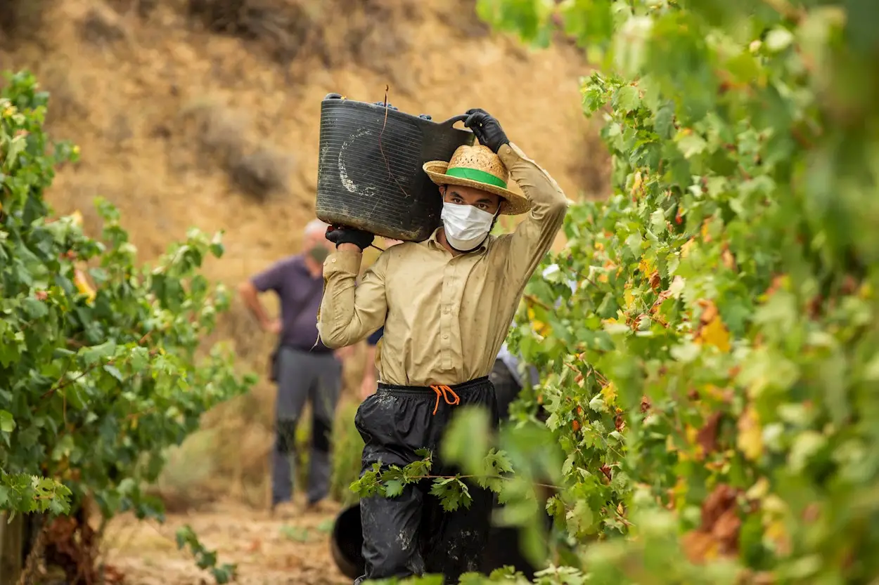 Trabajadores agrícolas en alerta por llegada masiva de temporeros extranjeros