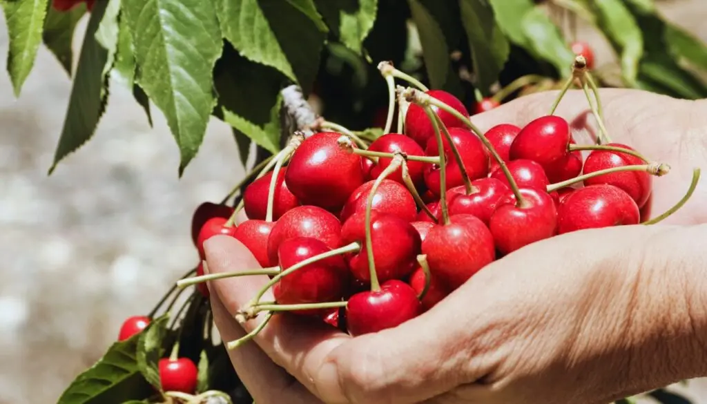 Cosecha Chile: la iniciativa que busca saldar la deuda del agro con los temporeros