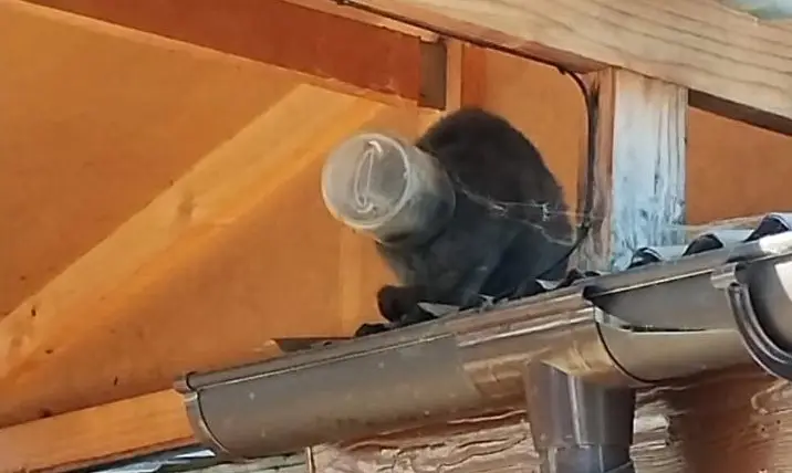 Rescatan a gato que estuvo dos semanas con la cabeza atrapada a un tarro de mayonesa