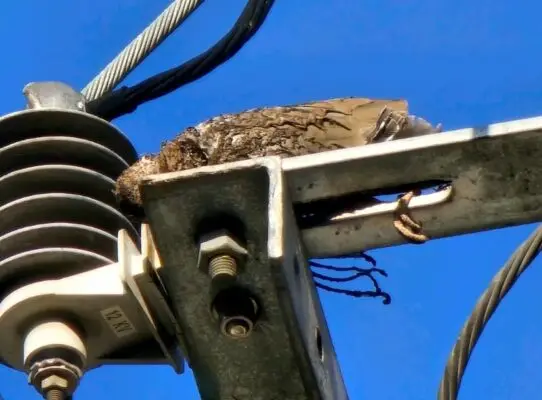Ave provocó prolongado corte del suministro eléctrico en el sector oriente de Curicó
