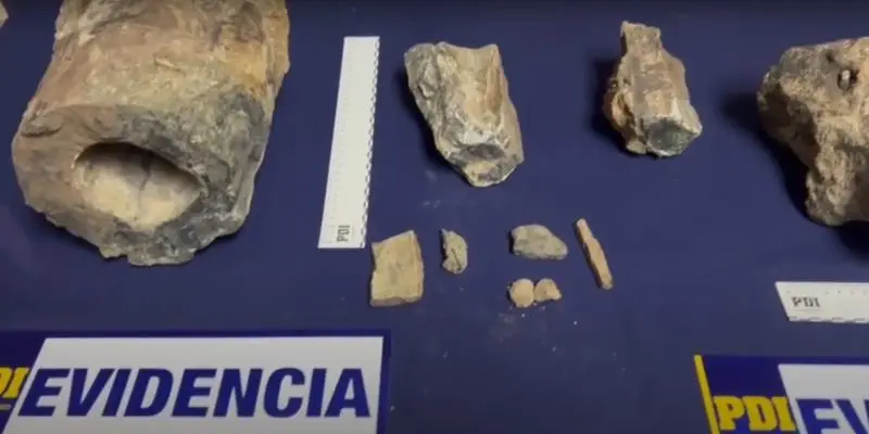 PDI recuperó más de 30 fragmentos de fósiles desenterrados en el Maule por familia que los mostraba en TikTok