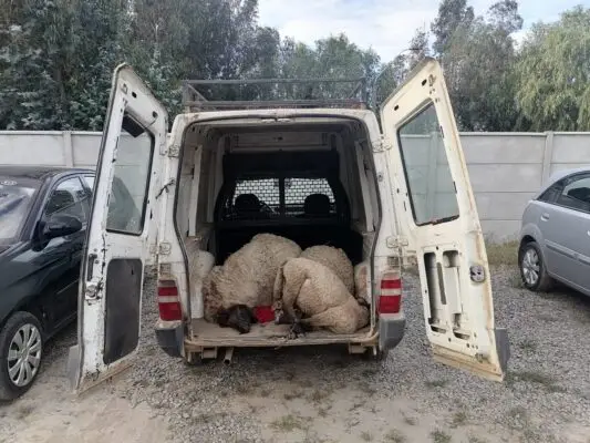 Dos detenidos por abigeato en sector Alto Caone de Hualañé