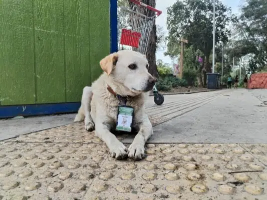 Perro rescatado es incorporado como “guardaparques” en Curicó