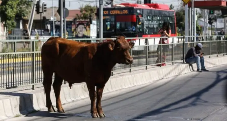 Camión volcado con vacas en la Autopista Central fue robado en Rauco