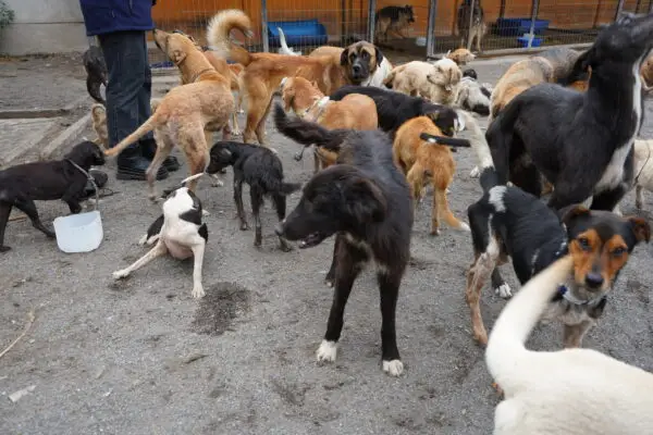 Concejala Bravo relata mejora en estado de animales maltratados en refugio “Almas En el Camino” de Curicó