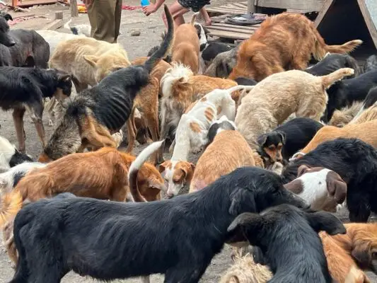 Concejala de Curicó solicitó sumario a funcionarios municipales que estarían vinculados con canil donde se maltrataban animales