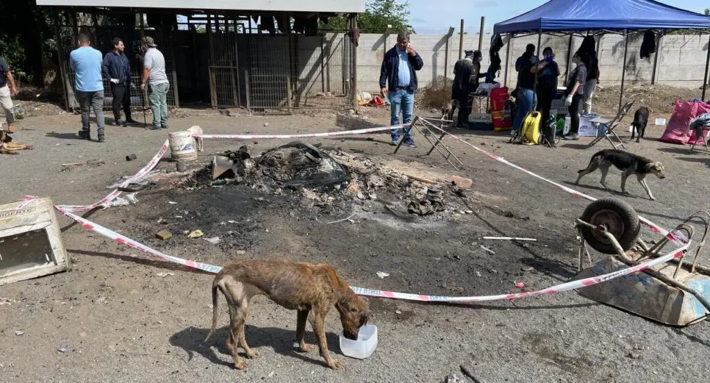 Convocan a manifestación contra el maltrato animal en Curicó