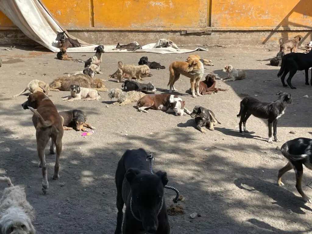 Almas en el camino: ¿Alguien está pensando en los niños?