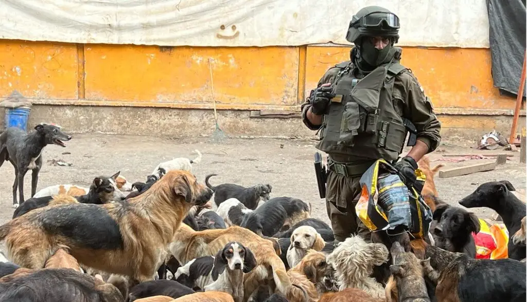 Alcalde de Curicó catalogó caso de maltrato animal como “el más grave que ha sucedido en Chile"