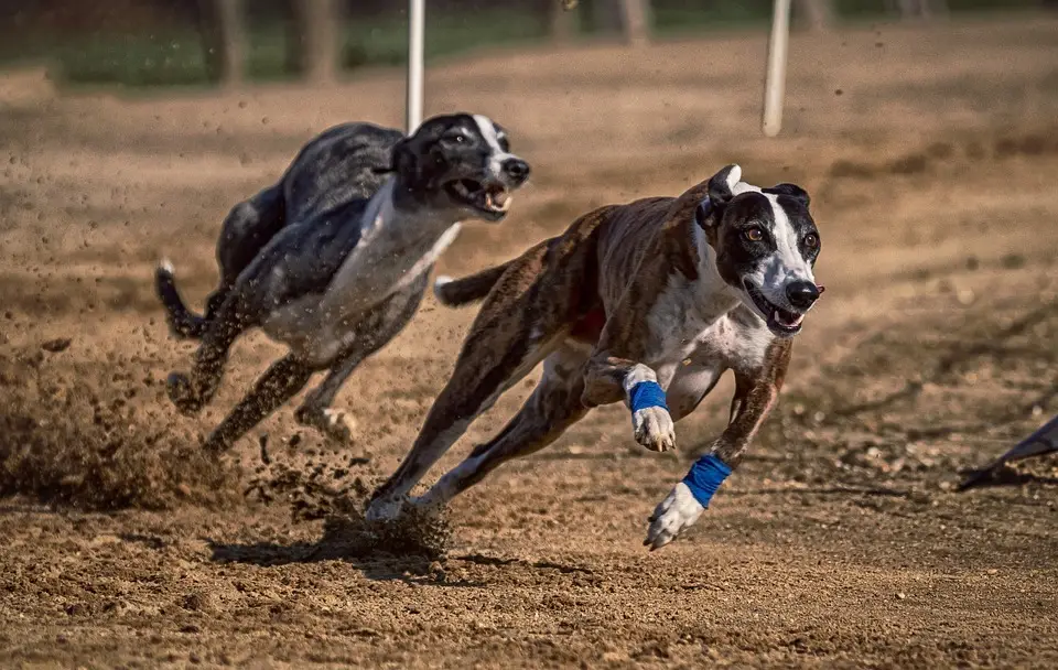 Concejal de Molina denunció presunto abuso animal y apuestas ilegales en canódromo de Lontué