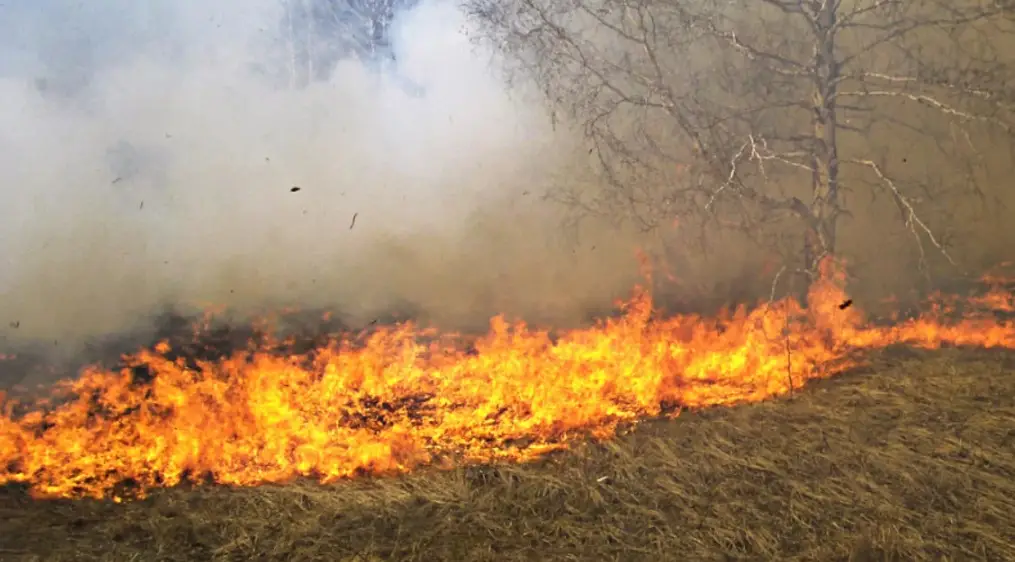 Formalizan a agricultor por quema de basura que causó incendio en Teno