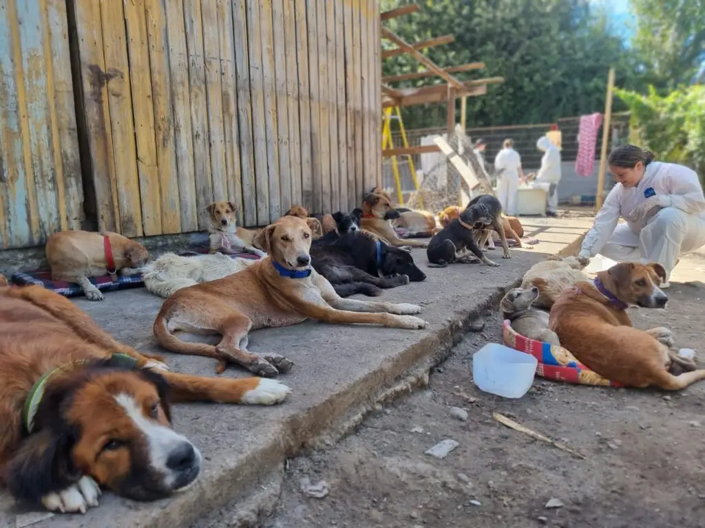 Municipio de Curicó iniciará proceso de adopción de perros rescatados en refugio donde eran maltratados
