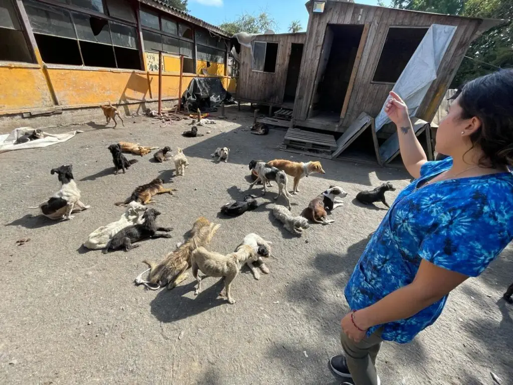 Concejala Bravo por animales maltratados en Vista Hermosa: "Siento que pude haber hecho más"