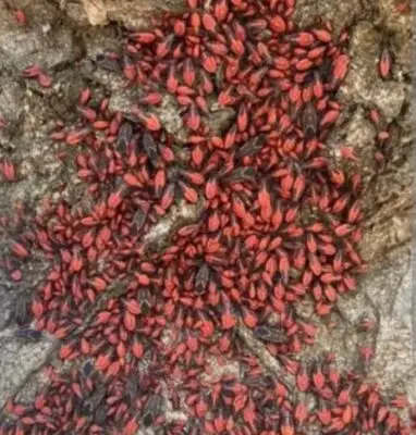 Plaga de Chinche del Arce invade Villa Padre Hurtado en Curicó