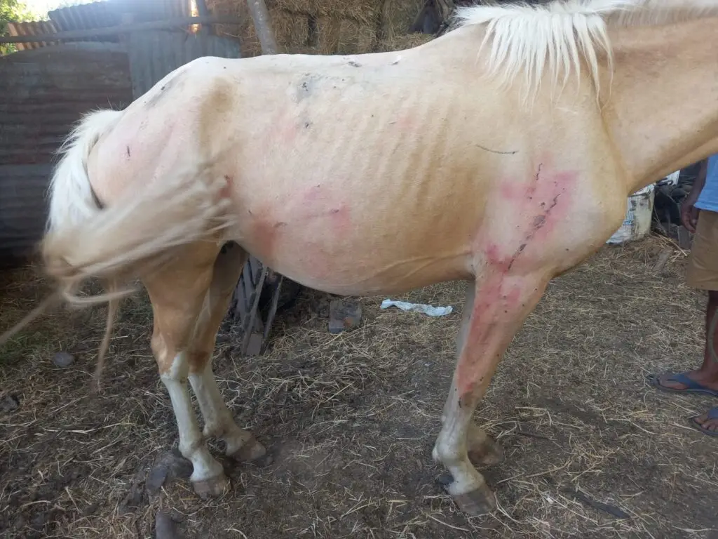 Murió yegua baleada por agricultor en Tutuquén