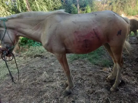 Denuncian a vecino que disparó e hirió a dos yeguas en sector de Tutuquén Bajo en Curicó
