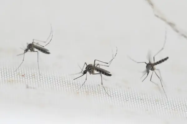 Confirman caso de Dengue en Hualañé: “Se trata de un caso importado”
